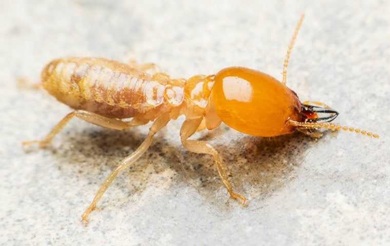 Pest Library Termites